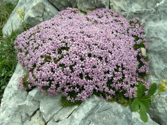 Silene acaulis